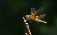 Blue Chaser (Female, Libellula fulva)